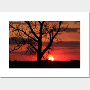 Sunset with a tree silhouette Posters and Art